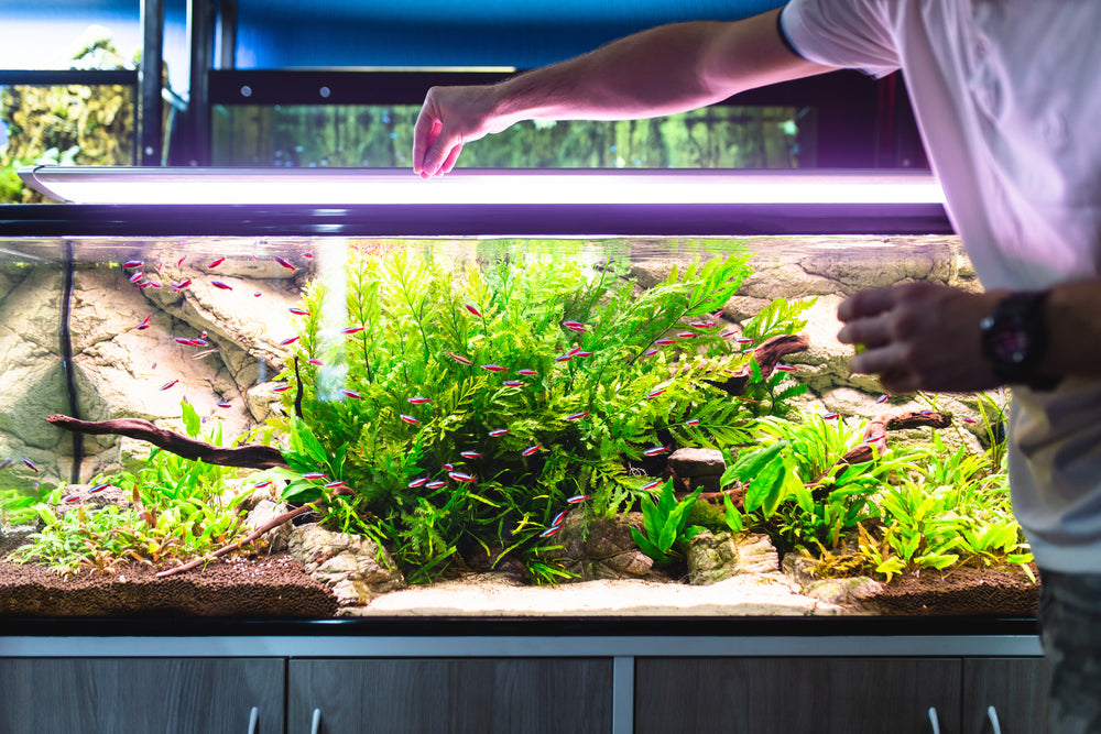 Legit Fish LEGIT. Fish Food - #1 Premium Aquarium Fish Food
