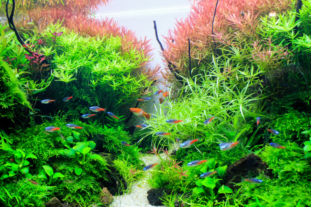 Legit Fish LEGIT. Fish Food - #1 Premium Aquarium Fish Food